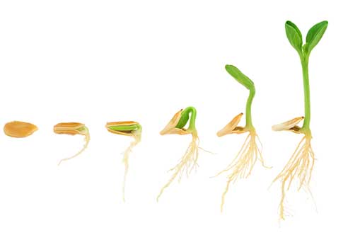 Chronodiet™ 6