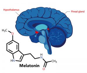 Circadian Rhythm, Confusion, chronobiology