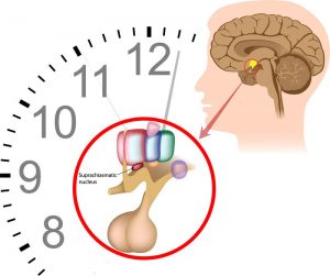 Circadian Sleep Disorders, Chronobiology