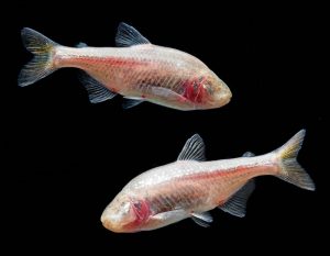Survival of the Fittest, Mexican Tetra, Circadian Rhythm