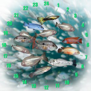 Survival of the Fittest, Mexican Tetra, Circadian Rhythm