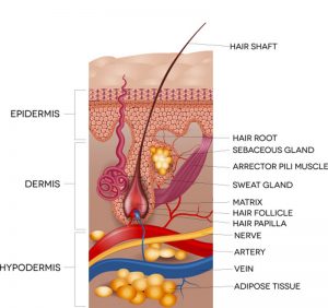 Skin and the Circadian Rhythm: The Internal Clocks of Epidermal Cells