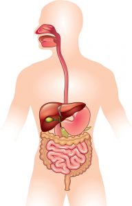 Digestive Disorders, Internal Clock, chronobiology