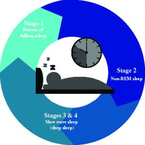 The Basics of Your Sleep Cycle 2