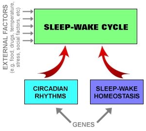 Simple Two-Cycle Device Turns Brain Neurons Off and On All Day Long, sleep wake cycle