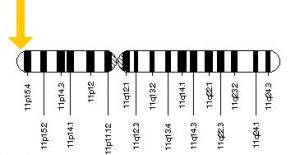 The Memory Molecule: Long Term Memory Improvement with IGF2 3