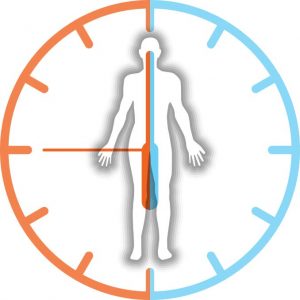 Circadian Rhythm