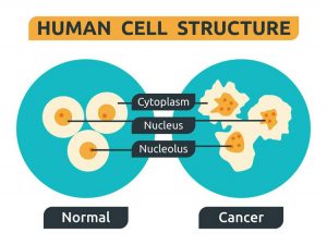 cancer cells