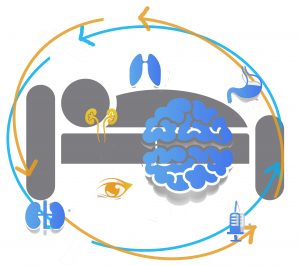 Sleep Timing, Sleep Length