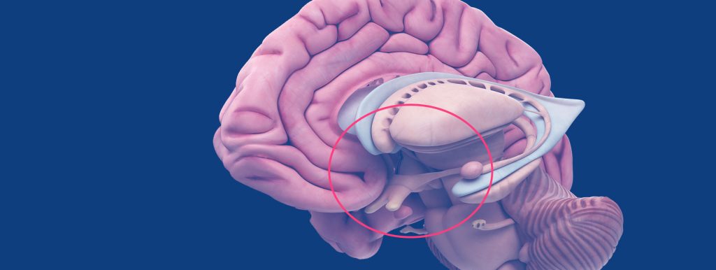 Die Enträtselung der Mysterien unserer biologischen Rhythmen: Der suprachiasmatische Nucleus