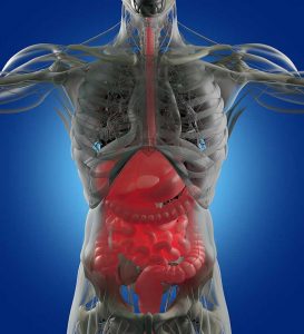 Gut Microbes and Their Circadian Rhythm: Melatonin May Play a Role