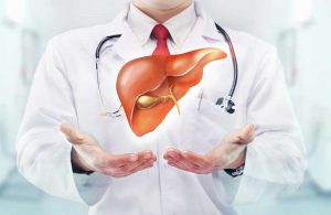 New Findings Show the Liver has a Clear Rhythm