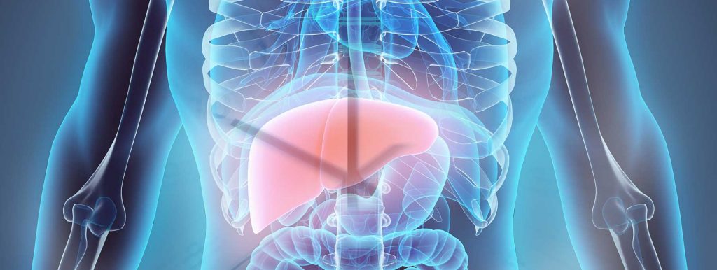 New Findings Show the Liver has a Clear Rhythm