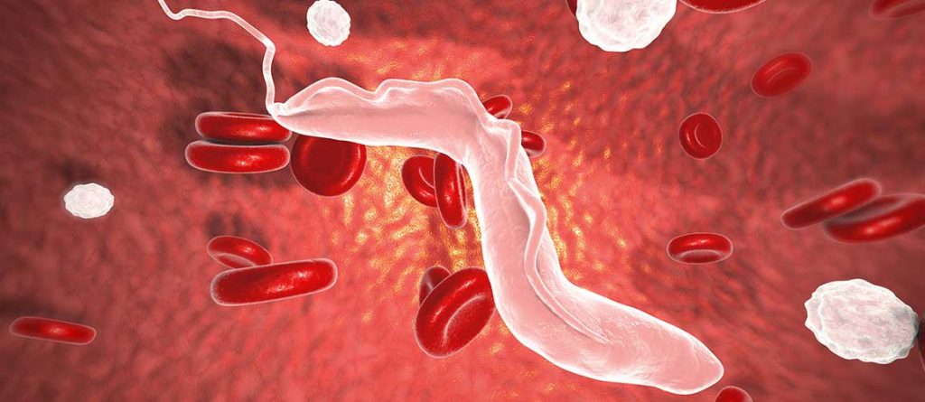 Parasiten, die als Auslöser der Schlafkrankheit gelten, könnten von interner Uhr beeinflusst werden