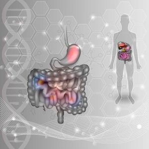 Coupled Oscillators Found to Control Replacement of Gut Barrier Wall