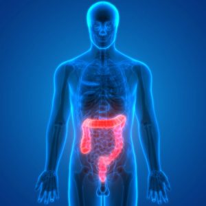 How Gut Bacteria "Hijack" Your Intestinal Circadian Rhythm, Causing Weight Gain 1