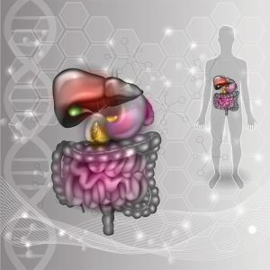 Seasonal Changes in Gut Bacteria Shed Light on How Diet Alters the Microbiome