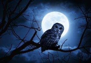 International Research Review Outlines Night Owl Health Risks 1