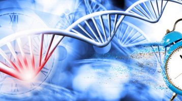 Chronobiology and Metabolism: The Role of Clock Genes