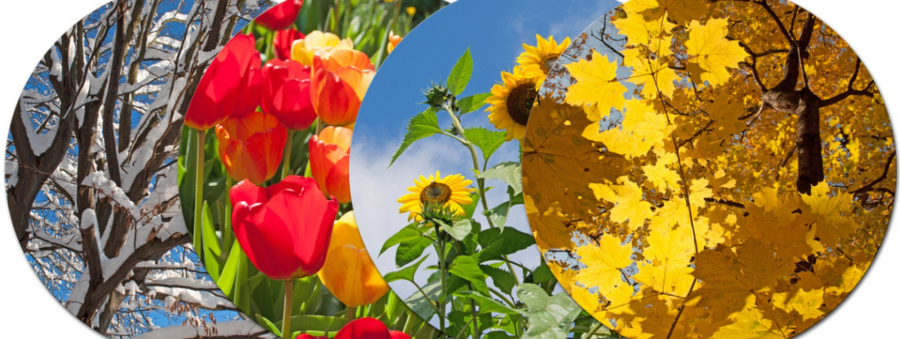 The Role of the Circannual Rhythm in Health and Disease