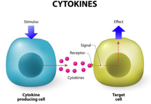 melatonin inhibits inflammasomes