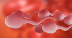 Wie circadiane Desynchronität Fruchtbarkeit und Spermiengesundheit beeinträchtigt