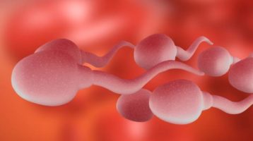 How Circadian Desynchrony Harms Fertility and Sperm Health