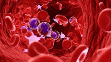 Kalium ist entscheidend für den circadianen Rhythmus in den roten Blutkörperchen