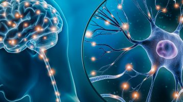 Erzeugung neuer Neuronen im Gehirn als Strategie gegen neurodegenerative Erkrankungen
