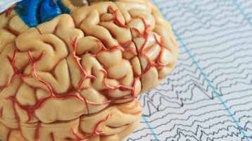 The Brain Has a Hidden Rhythm – And Smarter Minds Synchronize Themselves to it