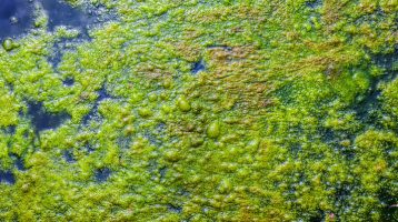 Researchers Trace the Evolutionary History of the Circadian Clock in Modern Cyanobacteria