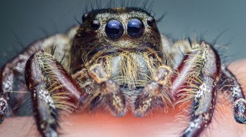 Do Spiders Dream? What Their Sleep Phases Might Reveal About Humans