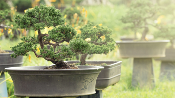 Hinoki Scent and Sleep: Can the Scent of Japanese Cypress Improve a Good Night's Sleep?